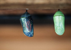 two monarch chrysalises